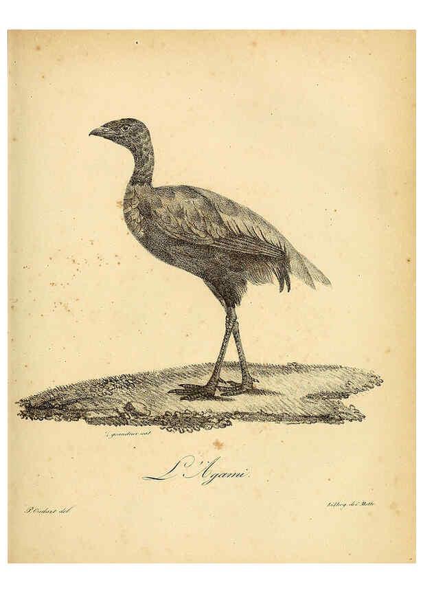 Reproducción/Reproduction 6002441334: La galerie des oiseaux Paris :Carpentier-Méricourt,1834