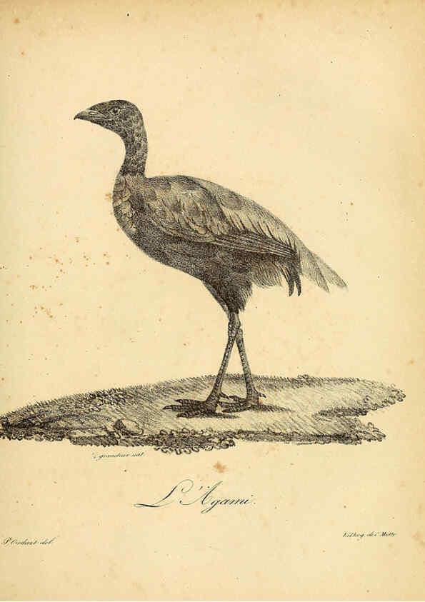 Reproducción/Reproduction 6002441334: La galerie des oiseaux Paris :Carpentier-Méricourt,1834