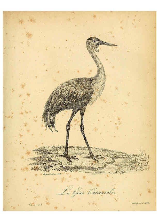 Reproducción/Reproduction 6001893133: La galerie des oiseaux Paris :Carpentier-Méricourt,1834