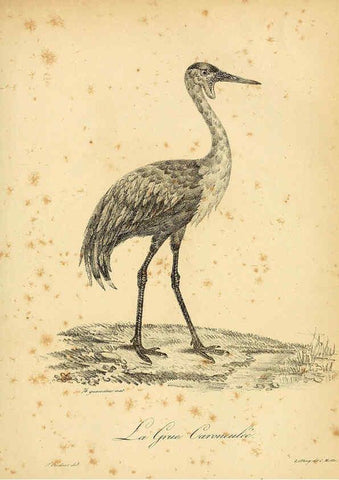 Reproducción/Reproduction 6001893133: La galerie des oiseaux Paris :Carpentier-Méricourt,1834