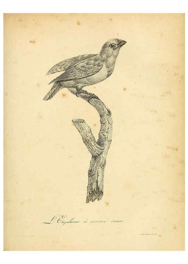 Reproducción/Reproduction 6002441972: La galerie des oiseaux Paris :Carpentier-Méricourt,1834