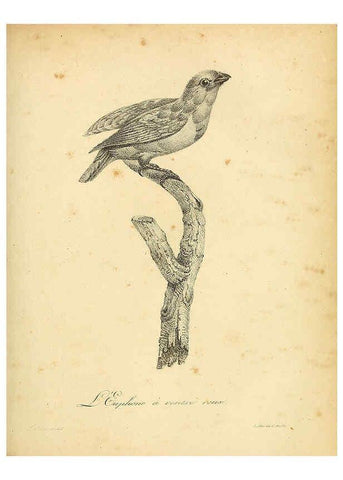 Reproducción/Reproduction 6002441972: La galerie des oiseaux Paris :Carpentier-Méricourt,1834