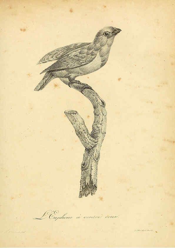 Reproducción/Reproduction 6002441972: La galerie des oiseaux Paris :Carpentier-Méricourt,1834