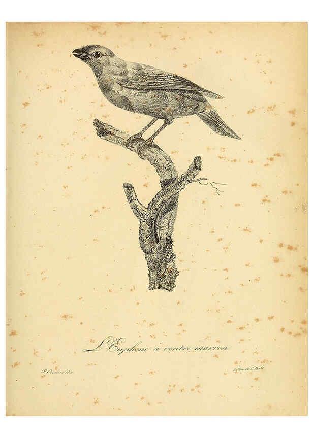 Reproducción/Reproduction 6002442328: La galerie des oiseaux Paris :Carpentier-Méricourt,1834