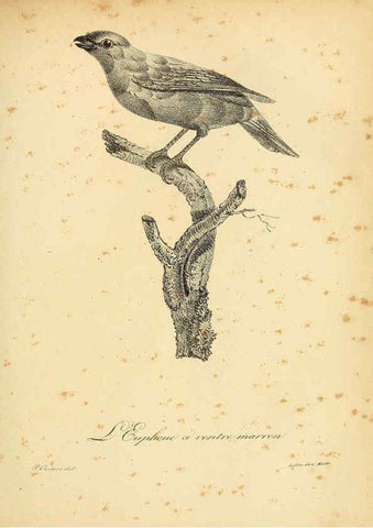 Reproducción/Reproduction 6002442328: La galerie des oiseaux Paris :Carpentier-Méricourt,1834