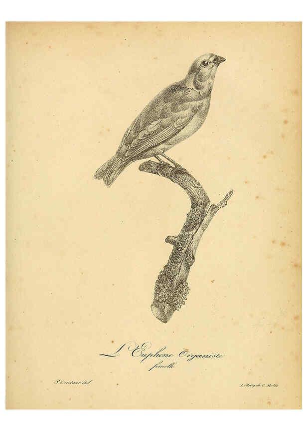 Reproducción/Reproduction 6001894299: La galerie des oiseaux Paris :Carpentier-Méricourt,1834