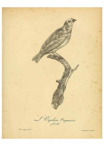 Reproducción/Reproduction 6001894299: La galerie des oiseaux Paris :Carpentier-Méricourt,1834