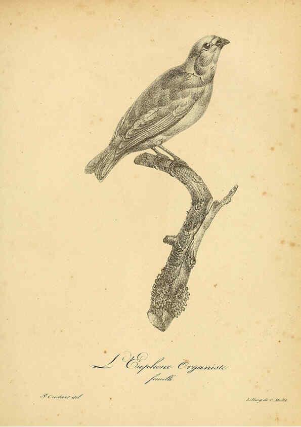 Reproducción/Reproduction 6001894299: La galerie des oiseaux Paris :Carpentier-Méricourt,1834