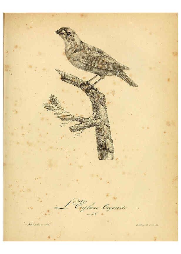 Reproducción/Reproduction 6002443108: La galerie des oiseaux Paris :Carpentier-Méricourt,1834