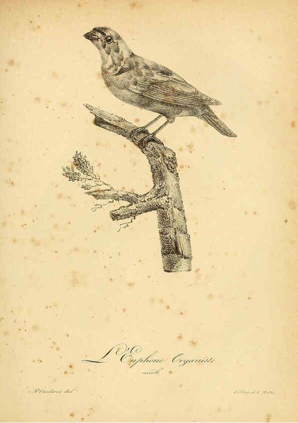 Reproducción/Reproduction 6002443108: La galerie des oiseaux Paris :Carpentier-Méricourt,1834