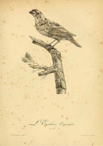 Reproducción/Reproduction 6002443108: La galerie des oiseaux Paris :Carpentier-Méricourt,1834