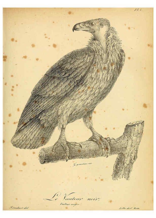 Reproducción/Reproduction 6002443474: La galerie des oiseaux Paris :Carpentier-Méricourt,1834