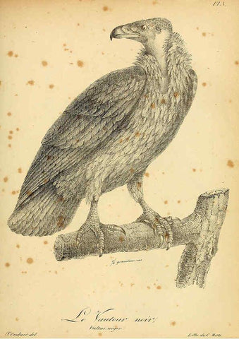 Reproducción/Reproduction 6002443474: La galerie des oiseaux Paris :Carpentier-Méricourt,1834
