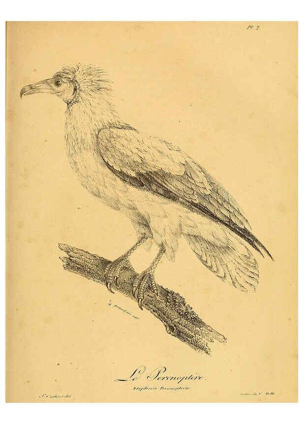 Reproducción/Reproduction 6001895715: La galerie des oiseaux Paris :Carpentier-Méricourt,1834