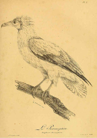 Reproducción/Reproduction 6001895715: La galerie des oiseaux Paris :Carpentier-Méricourt,1834
