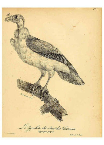 Reproducción/Reproduction 6002444374: La galerie des oiseaux Paris :Carpentier-Méricourt,1834