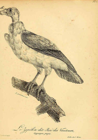Reproducción/Reproduction 6002444374: La galerie des oiseaux Paris :Carpentier-Méricourt,1834