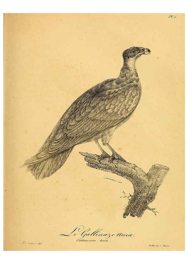 Reproducción/Reproduction 6002444768: La galerie des oiseaux Paris :Carpentier-Méricourt,1834