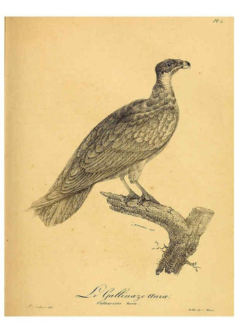 Reproducción/Reproduction 6002444768: La galerie des oiseaux Paris :Carpentier-Méricourt,1834