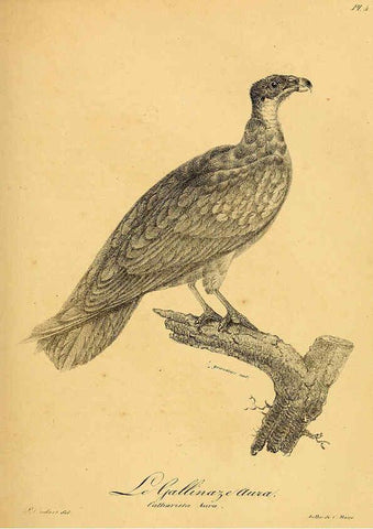 Reproducción/Reproduction 6002444768: La galerie des oiseaux Paris :Carpentier-Méricourt,1834
