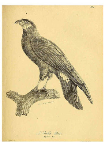 Reproducción/Reproduction 6002445100: La galerie des oiseaux Paris :Carpentier-Méricourt,1834
