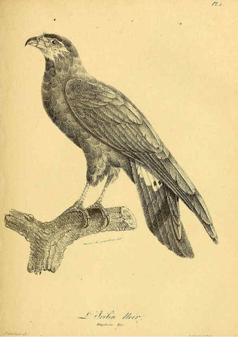 Reproducción/Reproduction 6002445100: La galerie des oiseaux Paris :Carpentier-Méricourt,1834