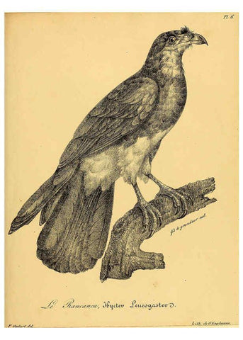 Reproducción/Reproduction 6002445516: La galerie des oiseaux Paris :Carpentier-Méricourt,1834