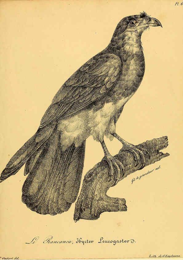 Reproducción/Reproduction 6002445516: La galerie des oiseaux Paris :Carpentier-Méricourt,1834