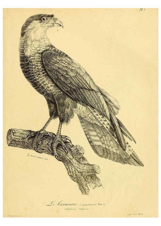 Reproducción/Reproduction 6001897577: La galerie des oiseaux Paris :Carpentier-Méricourt,1834