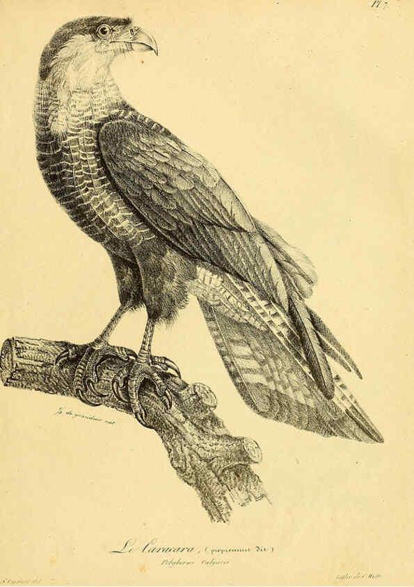 Reproducción/Reproduction 6001897577: La galerie des oiseaux Paris :Carpentier-Méricourt,1834