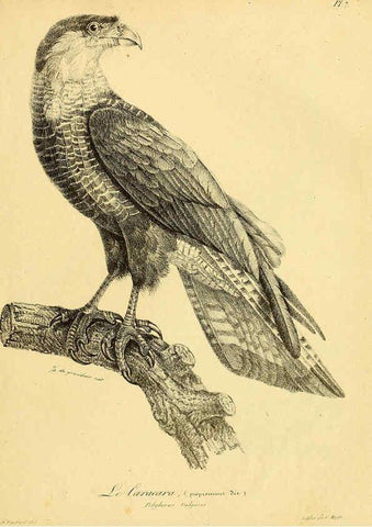 Reproducción/Reproduction 6001897577: La galerie des oiseaux Paris :Carpentier-Méricourt,1834