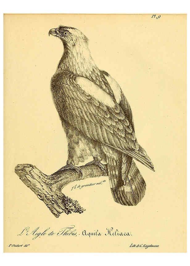 Reproducción/Reproduction 6002446658: La galerie des oiseaux Paris :Carpentier-Méricourt,1834