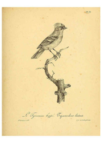 Reproducción/Reproduction 6002468834: La galerie des oiseaux Paris :Carpentier-Méricourt,1834
