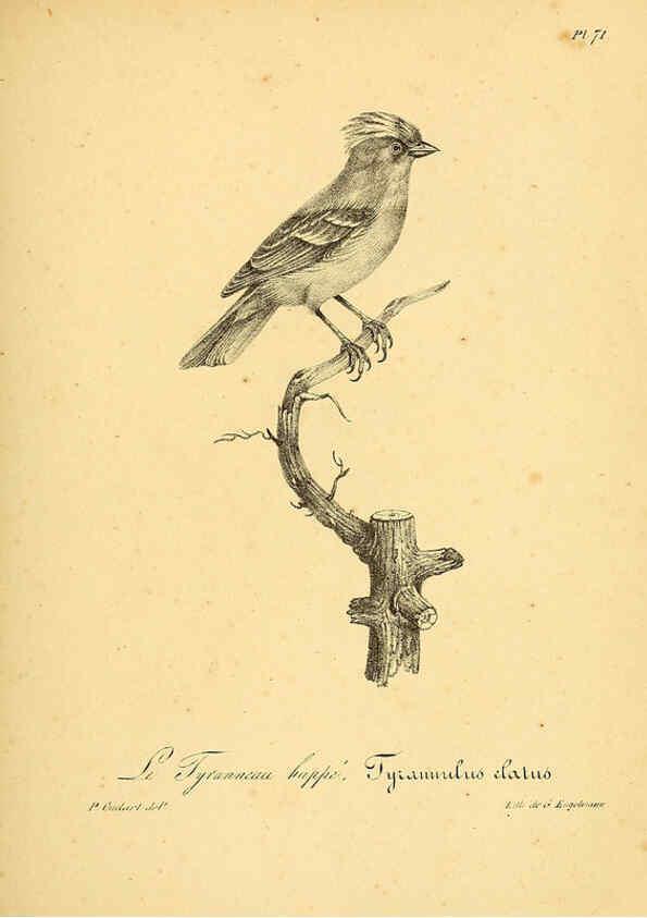 Reproducción/Reproduction 6002468834: La galerie des oiseaux Paris :Carpentier-Méricourt,1834