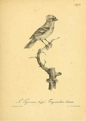 Reproducción/Reproduction 6002468834: La galerie des oiseaux Paris :Carpentier-Méricourt,1834