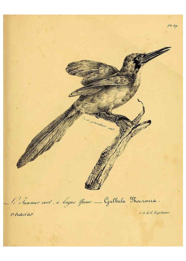 Reproducción/Reproduction 6002454620: La galerie des oiseaux Paris :Carpentier-Méricourt,1834