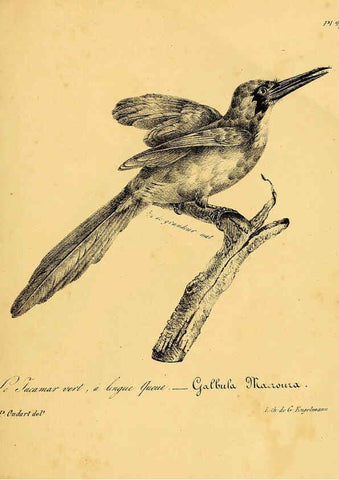 Reproducción/Reproduction 6002454620: La galerie des oiseaux Paris :Carpentier-Méricourt,1834