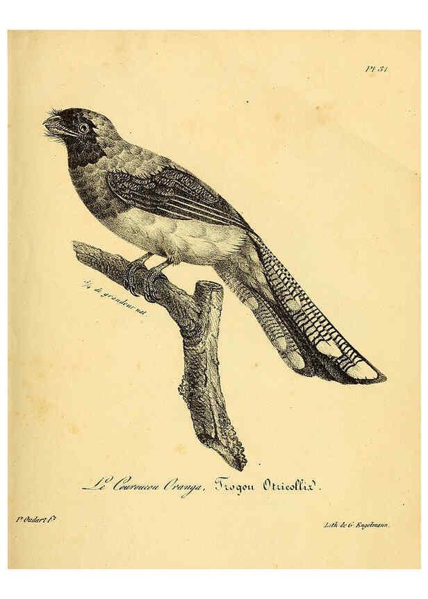 Reproducción/Reproduction 6001906867: La galerie des oiseaux Paris :Carpentier-Méricourt,1834