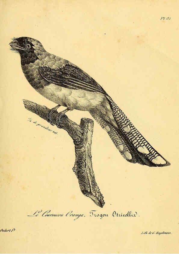 Reproducción/Reproduction 6001906867: La galerie des oiseaux Paris :Carpentier-Méricourt,1834