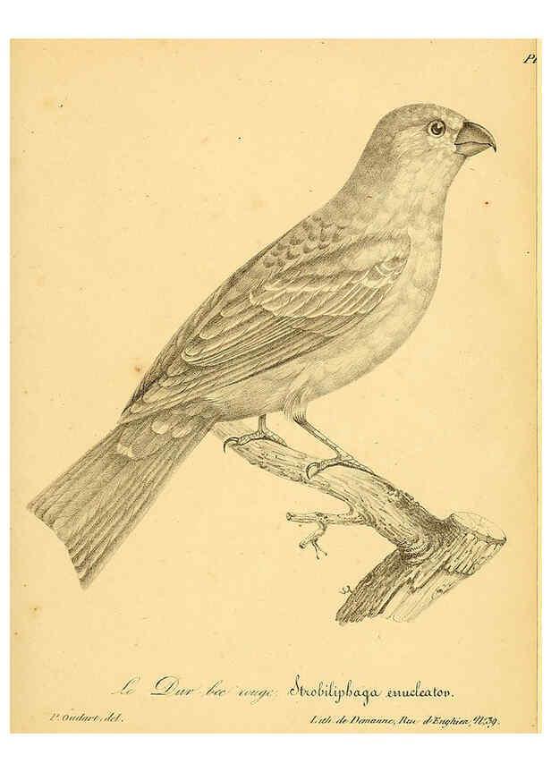 Reproducción/Reproduction 6001914377: La galerie des oiseaux Paris :Carpentier-Méricourt,1834