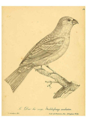 Reproducción/Reproduction 6001914377: La galerie des oiseaux Paris :Carpentier-Méricourt,1834