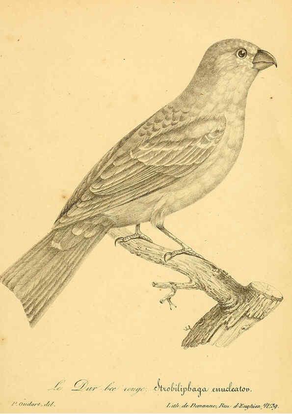 Reproducción/Reproduction 6001914377: La galerie des oiseaux Paris :Carpentier-Méricourt,1834
