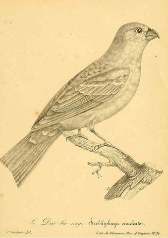 Reproducción/Reproduction 6001914377: La galerie des oiseaux Paris :Carpentier-Méricourt,1834