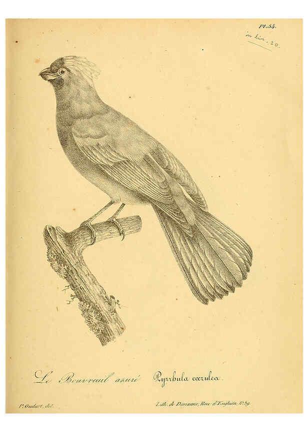 Reproducción/Reproduction 6001914597: La galerie des oiseaux Paris :Carpentier-Méricourt,1834