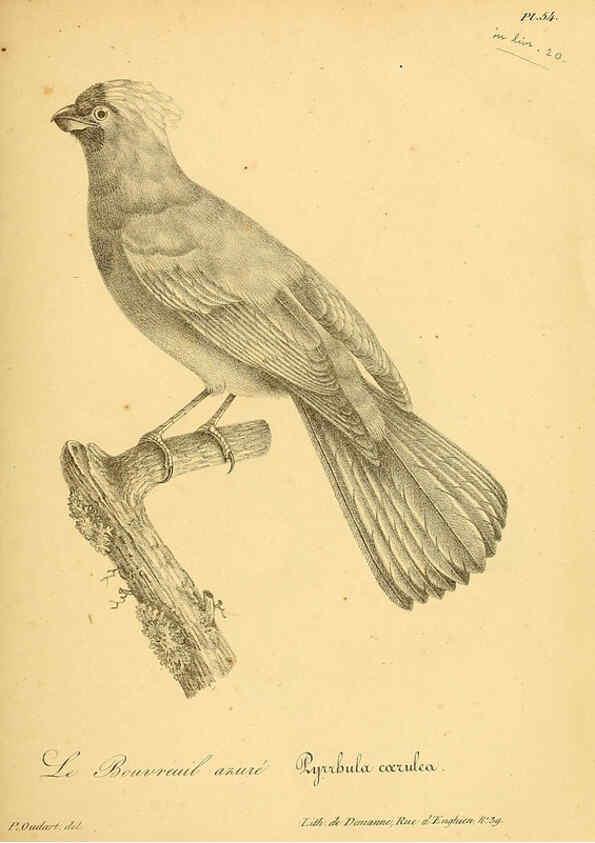 Reproducción/Reproduction 6001914597: La galerie des oiseaux Paris :Carpentier-Méricourt,1834
