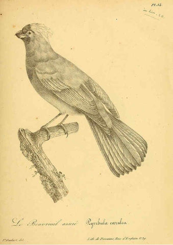 Reproducción/Reproduction 6001914597: La galerie des oiseaux Paris :Carpentier-Méricourt,1834