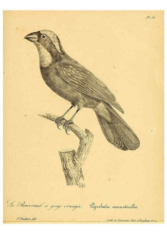 Reproducción/Reproduction 6002463078: La galerie des oiseaux Paris :Carpentier-Méricourt,1834