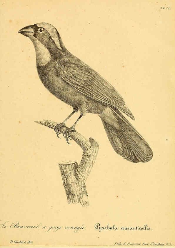 Reproducción/Reproduction 6002463078: La galerie des oiseaux Paris :Carpentier-Méricourt,1834