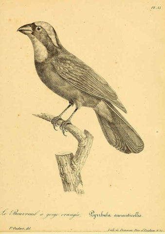 Reproducción/Reproduction 6002463078: La galerie des oiseaux Paris :Carpentier-Méricourt,1834