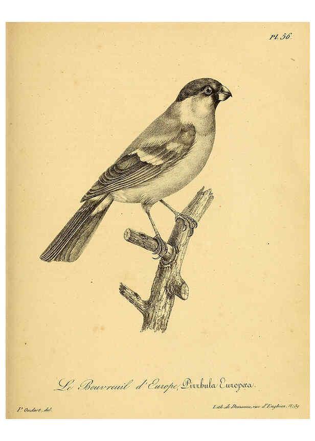 Reproducción/Reproduction 6002463464: La galerie des oiseaux Paris :Carpentier-Méricourt,1834